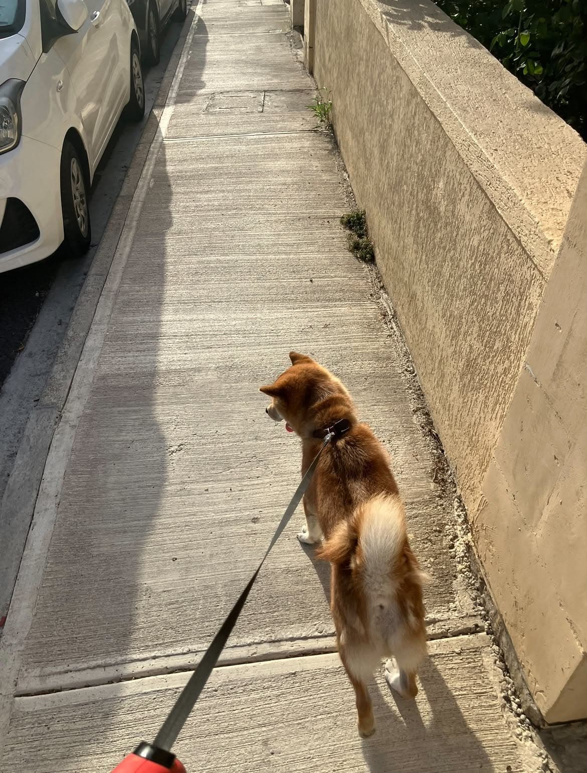 A dog on a walk with PetBond